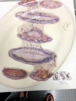 http://francesleeceramics.com/files/gimgs/th-19_the_victorian_dinner_table_lif16_frances_lee_ceramics_5.jpg